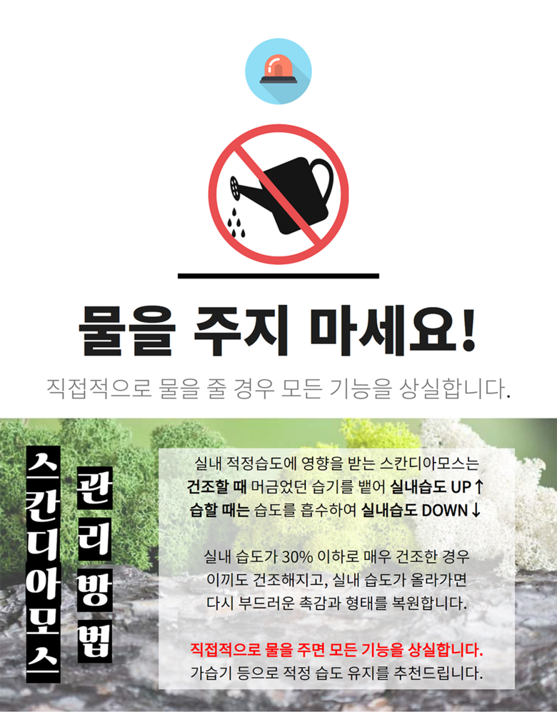 공기정화 음지식물 인리어러 이끼 화분 스칸디아모스 5색 상세 이미지 14