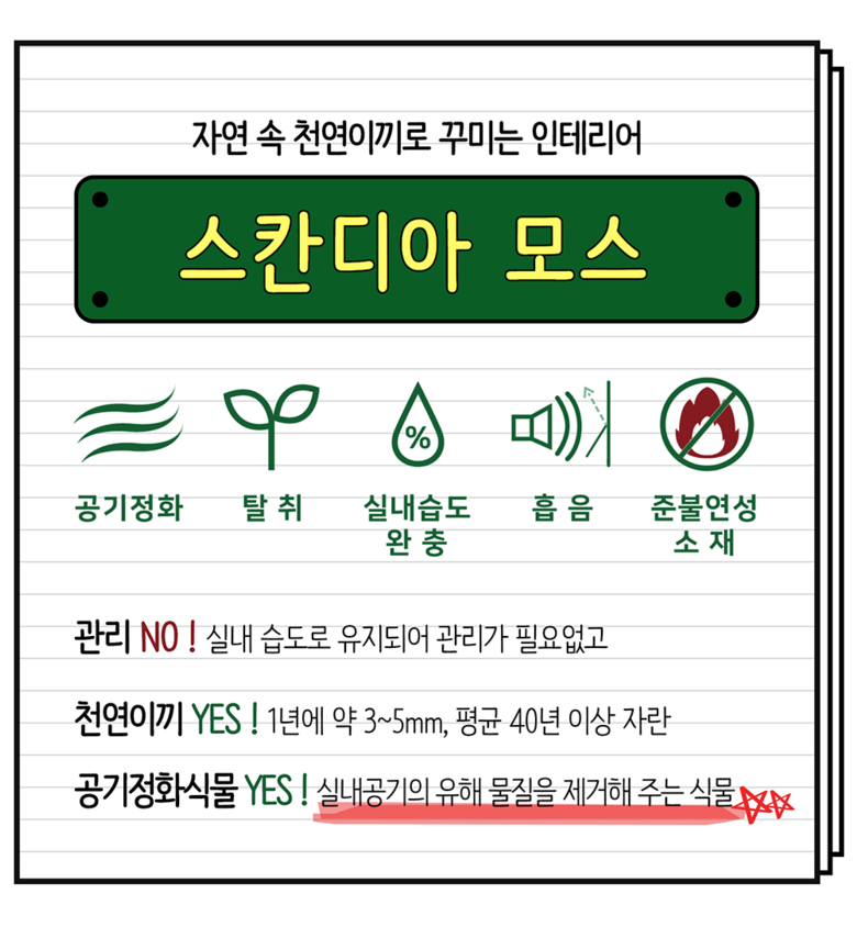 공기정화 음지식물 인리어러 이끼 화분 스칸디아모스 5색 상세 이미지 3