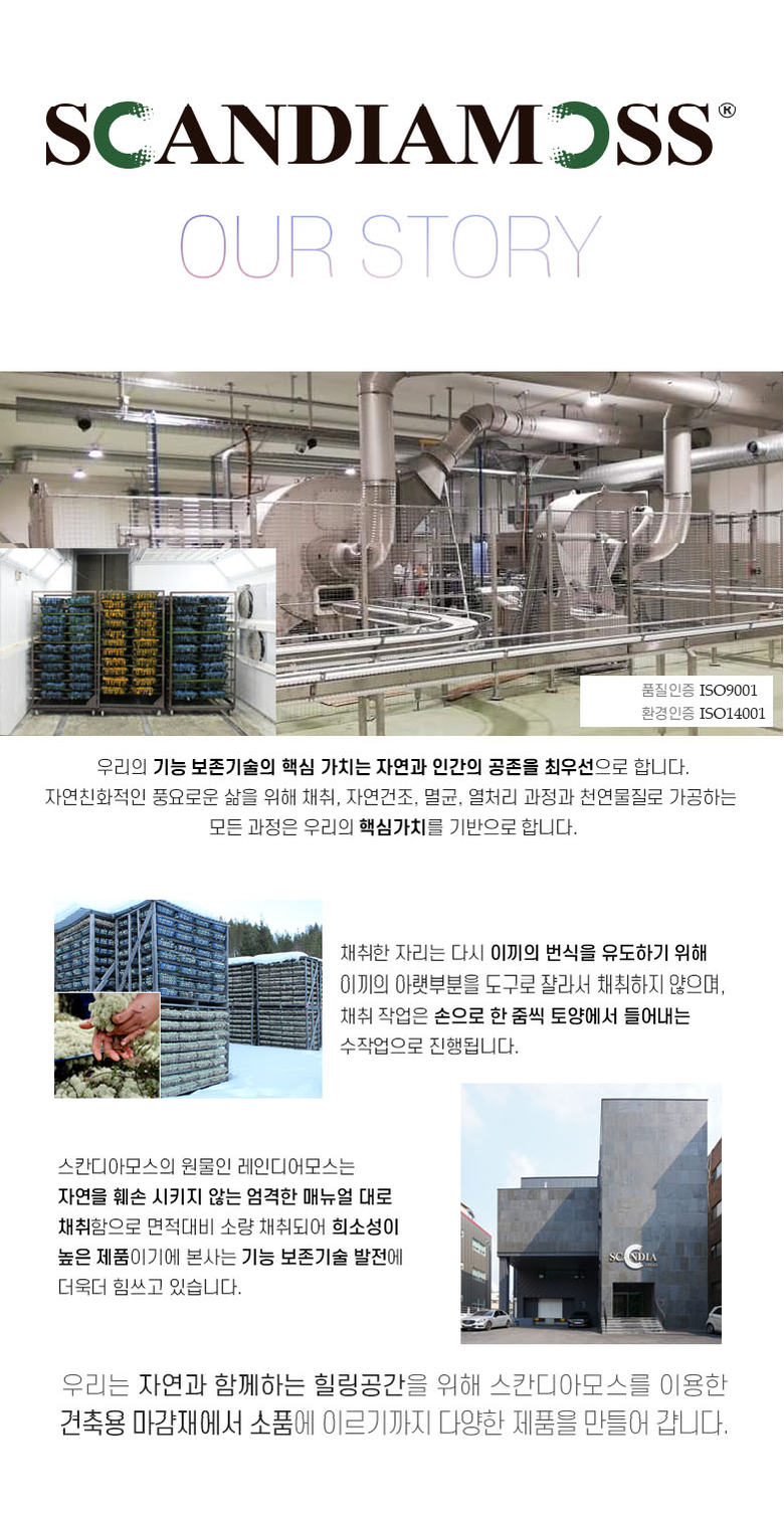 공기정화 음지식물 인리어러 이끼 화분 스칸디아모스 5색 상세 이미지 9