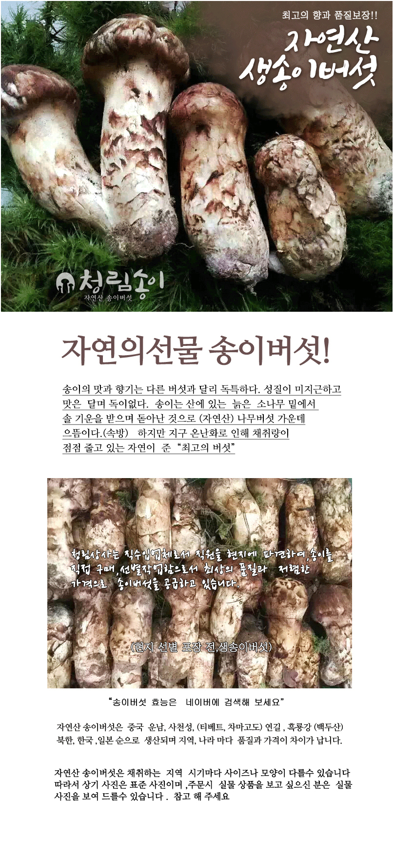 자연산 송이버섯/능이버섯 전문회사 청림상사