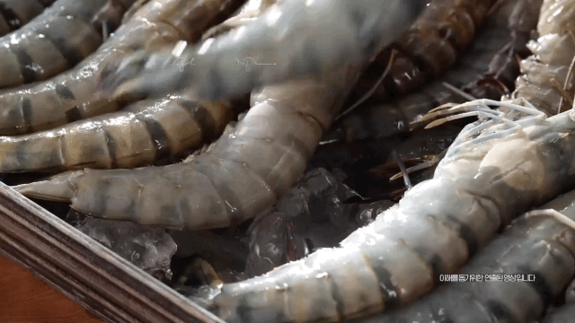 Black_Tiger_Shrimp_02.GIF
