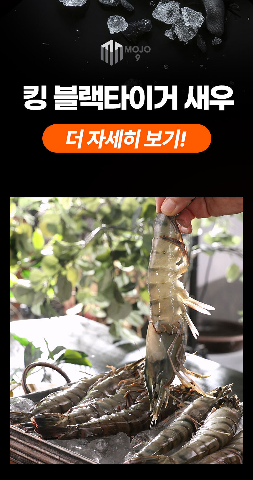 Black_Tiger_Shrimp_04.jpg