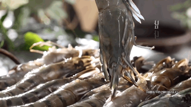 Black_Tiger_Shrimp_05.GIF