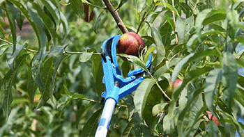 APPLE-001.gif