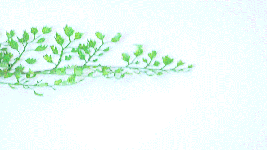 38.gif