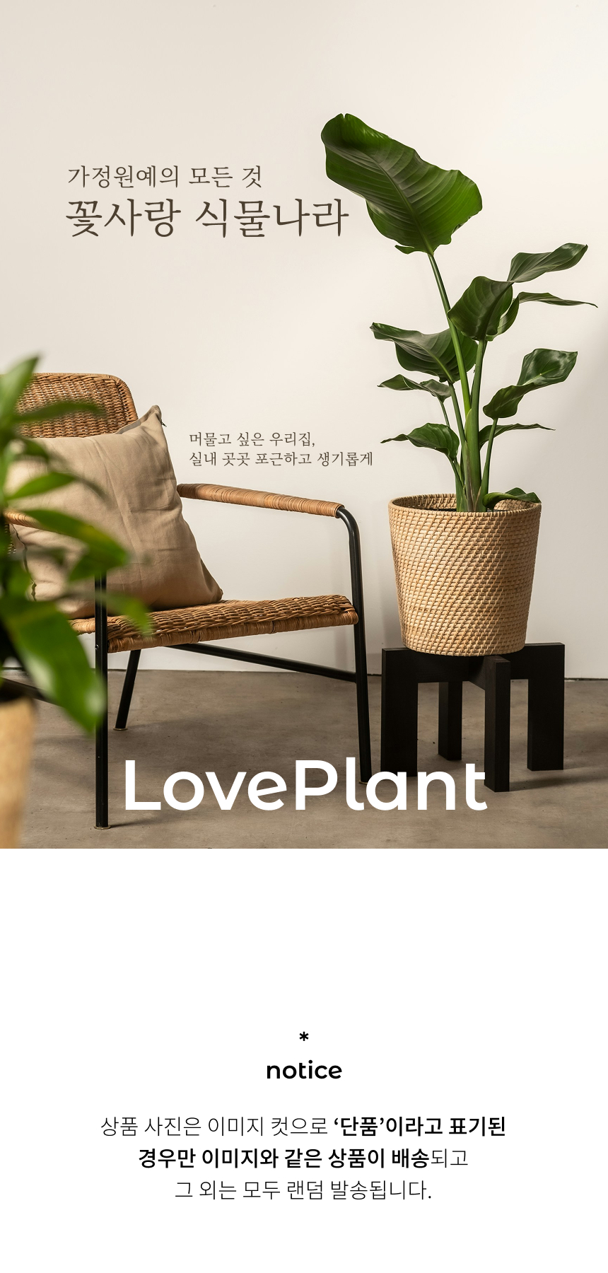 무늬워터코인 워터코인 어항 수생식물 수경재배 식물 인테리어 소품 화분 수중식물 - G마켓 모바일