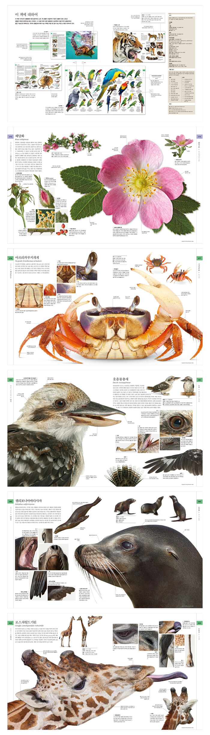 그로우북] 자연사 + 해양 (전2권) 세트, image size:700x2450