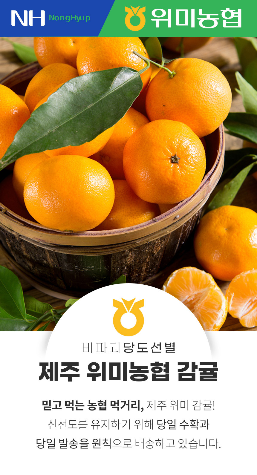 [위미농협] 싱귤생귤 12brix 고당도 제주 감귤 10kg상품상세_동원몰