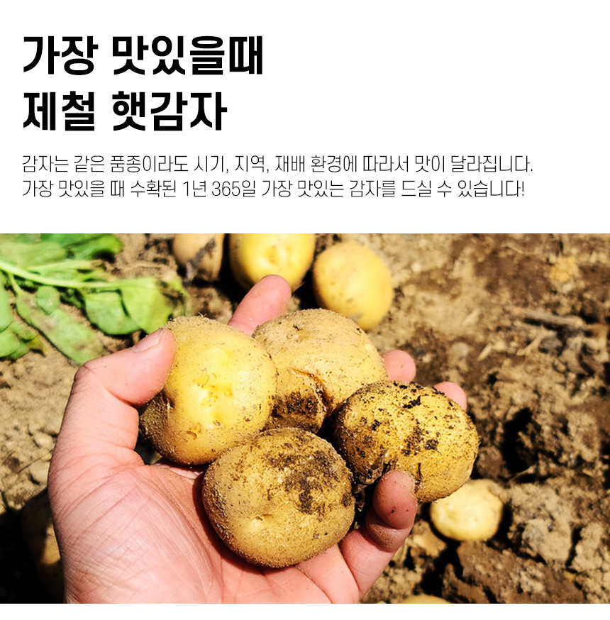 potato_R_06.jpg