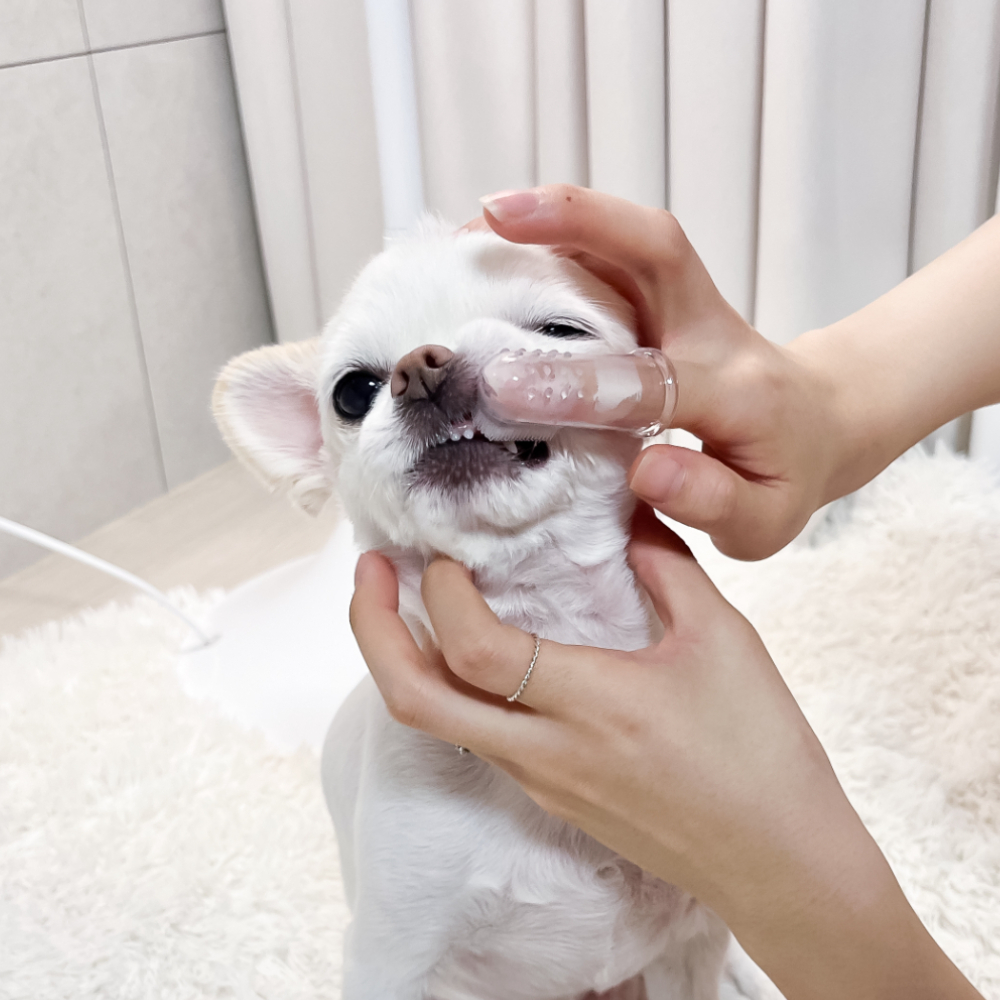 실리콘칫솔 강아지구강청결제 강아지구강관리용품 애견칫솔 실리콘양치케어 반려견양치용품 강아지구강용품 실리콘양치기구 강아지칫솔 손가락칫솔 칫솔 양치 손가락 실리콘 강아지 강아지양치용품