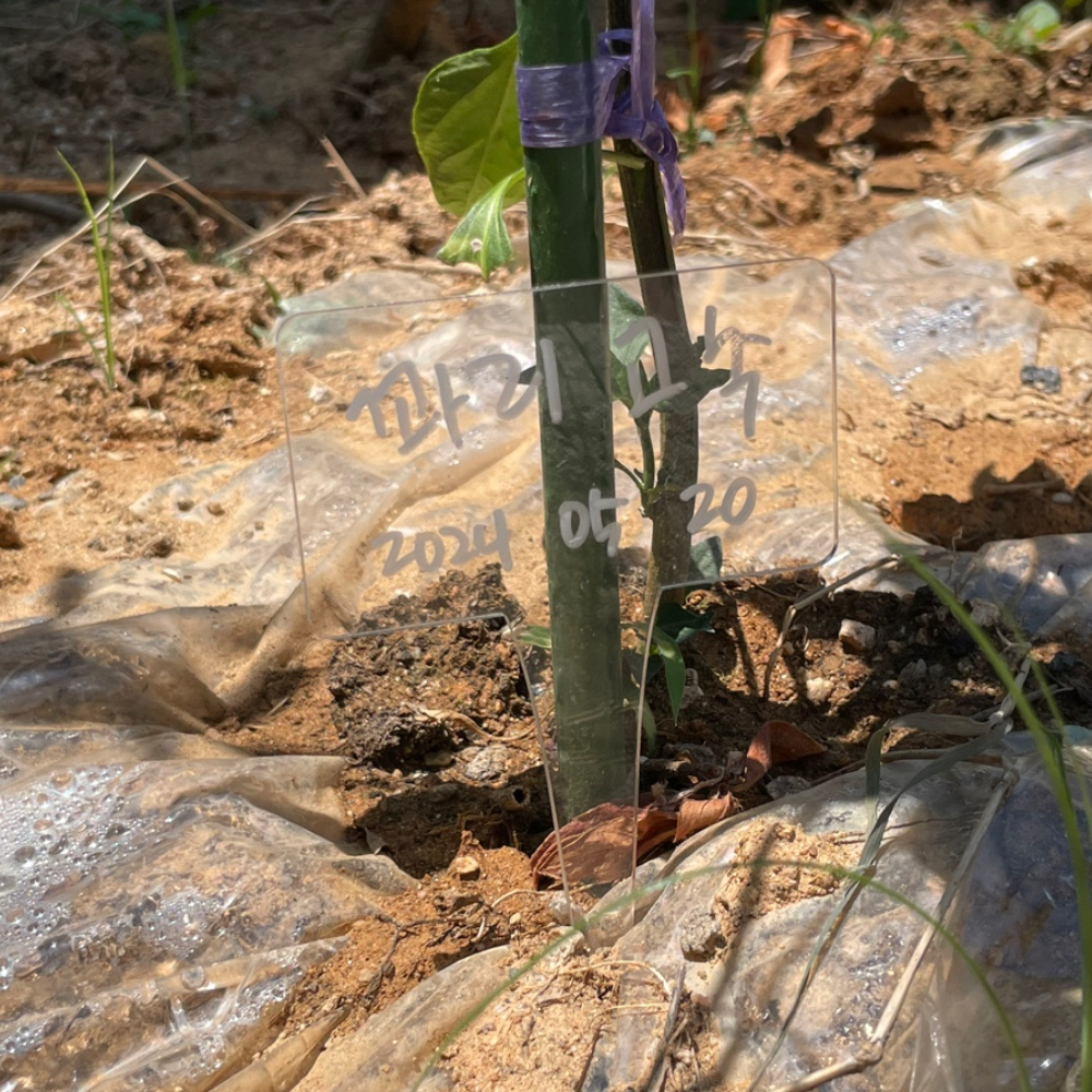 투명식물이름표 화분픽사각형 화분이름표 식물라벨이름표 아크릴화분픽 식물정보표 식물식별표 투명아크릴화분픽 식물태그 식물관리표 식물라벨 정원라벨 식물이름표 아크릴 투명 사각형 화분픽