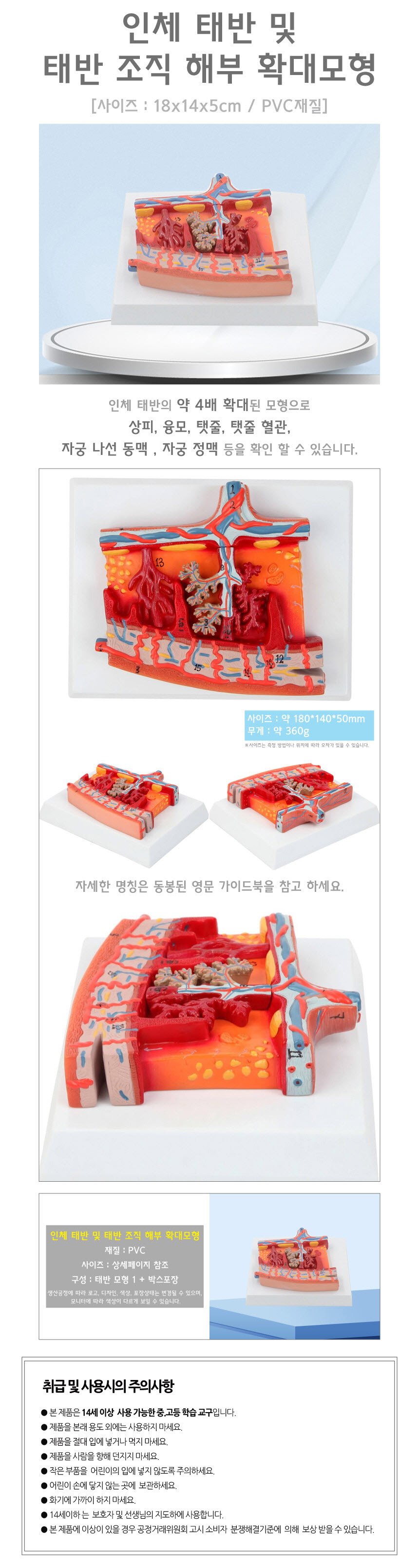 인체 태반 및 태반 조직 해부 확대모형R-준사이언스