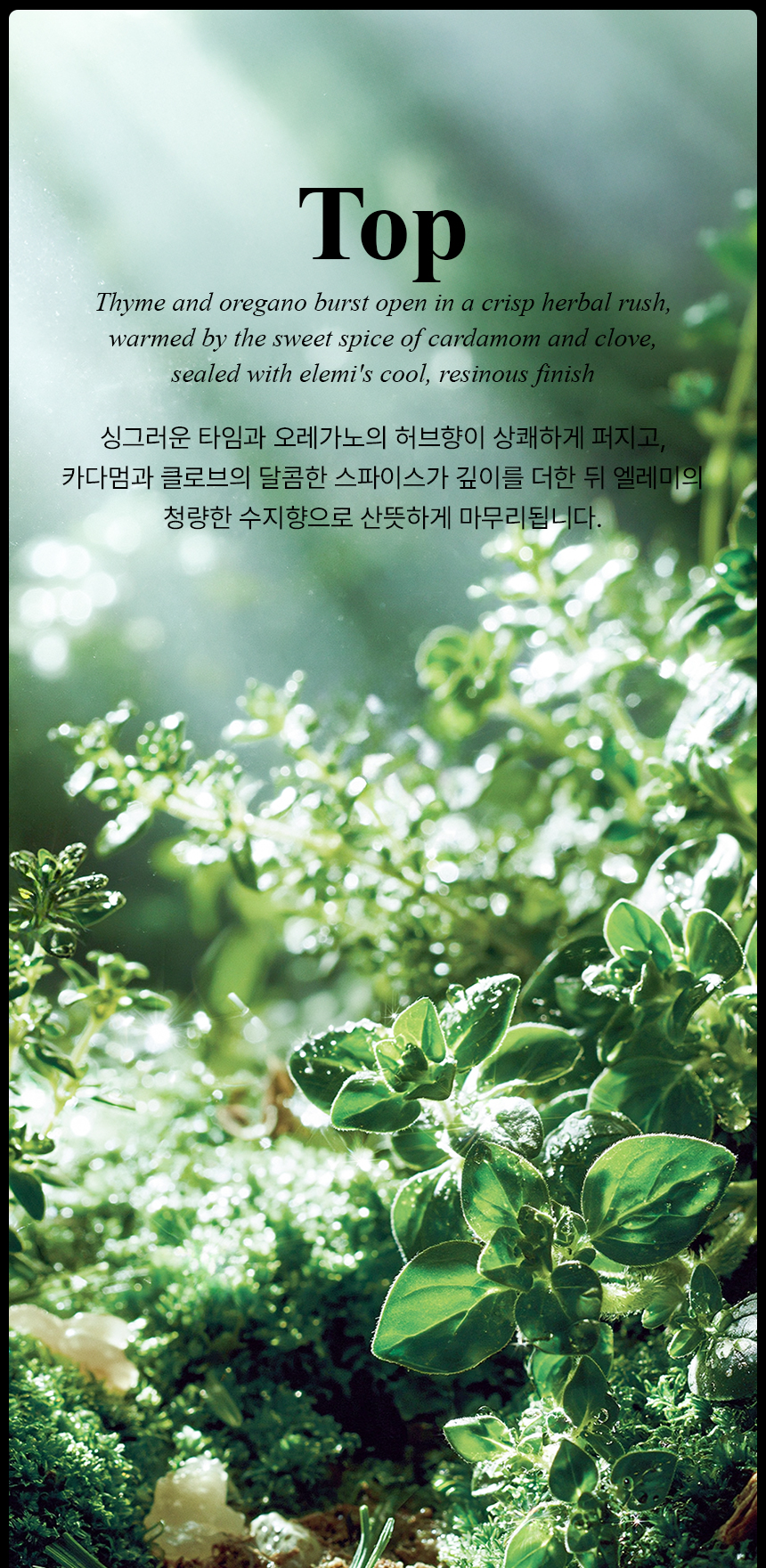 [백화점] 더 리더스 노트 리프레시 오 드 퍼퓸 EDP 니치 향수 그린, 30ml, 1개 상세 이미지 7
