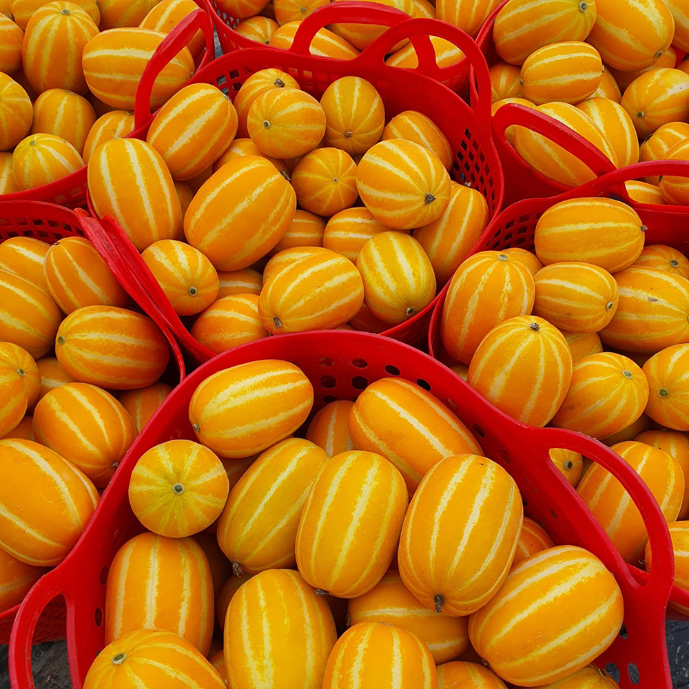 성주참외 로얄과 (가정용) 1kg,2kg,3kg,4kg,5kg,10kg