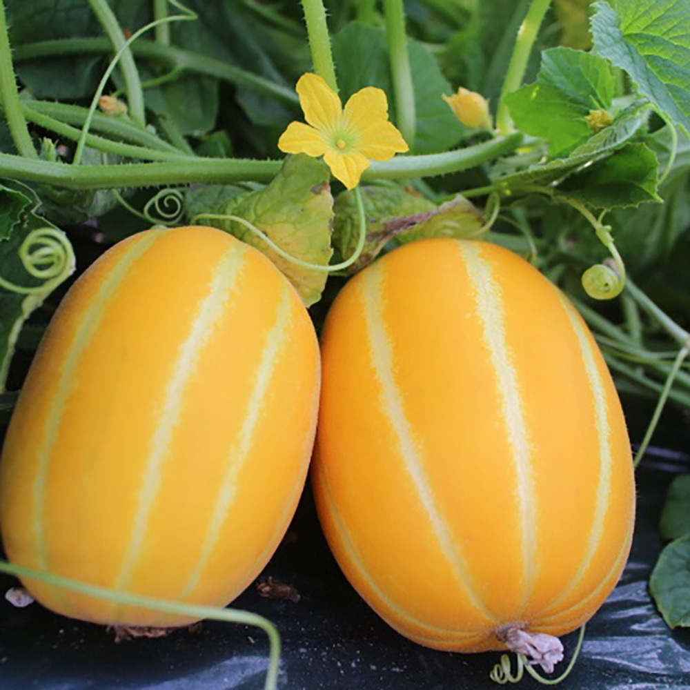 성주참외 로얄과 (가정용) 1kg,2kg,3kg,4kg,5kg,10kg