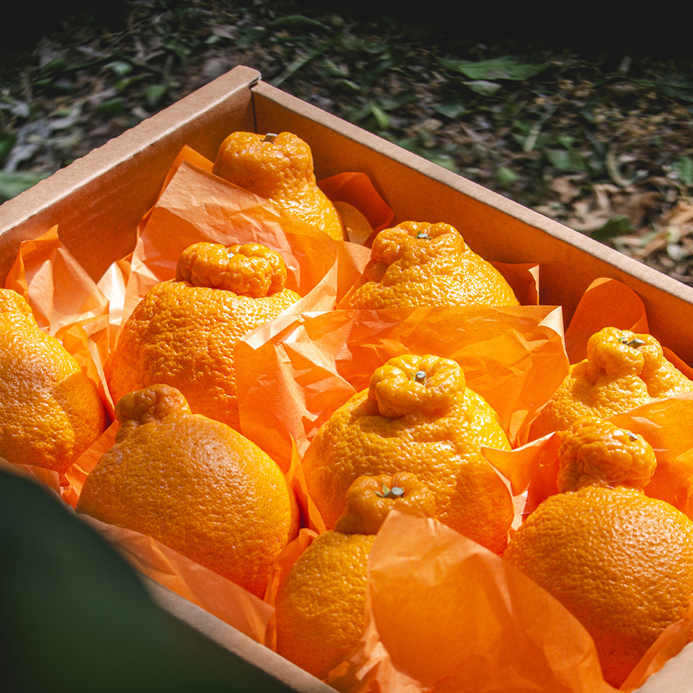 제주 남원 하우스 한라봉 (가정용) 2kg,3kg,5kg,10kg