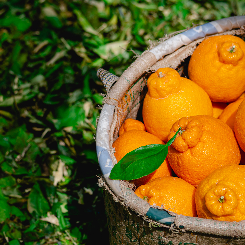 제주 남원 하우스 한라봉 (가정용) 2kg,3kg,5kg,10kg