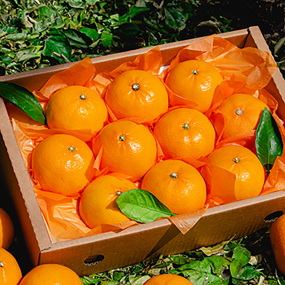 제주 남원 하우스 천혜향 (가정용/선물용) 2kg,3kg,5kg