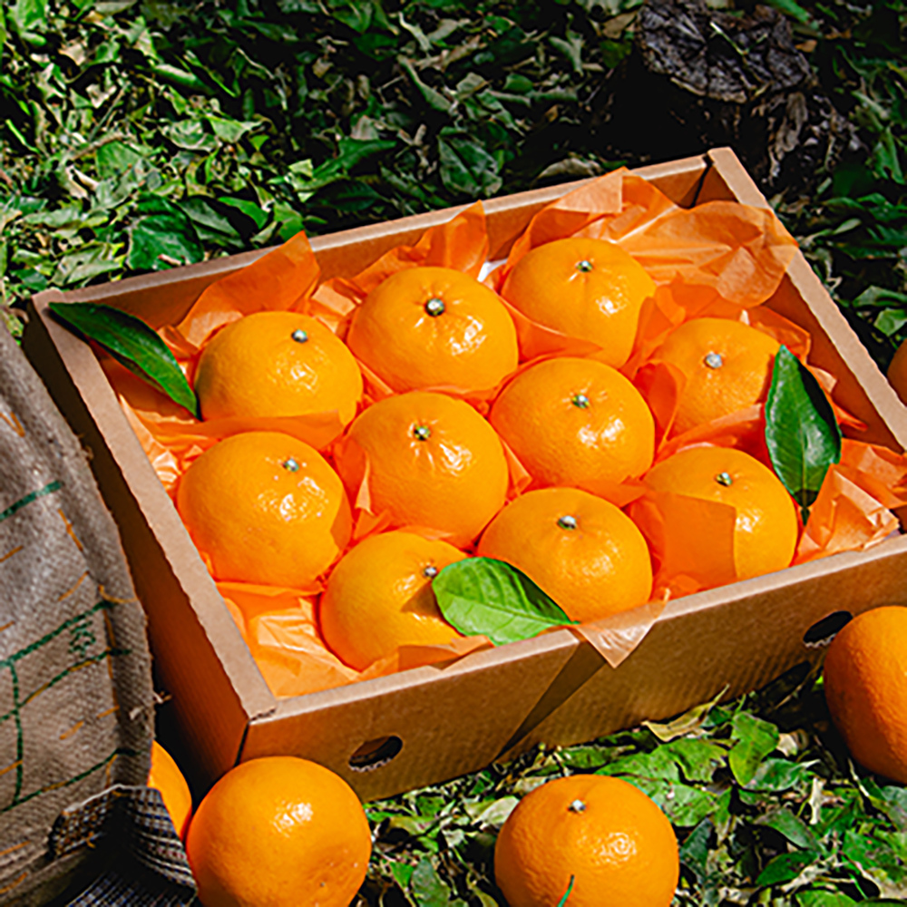 제주 남원 하우스 천혜향 (가정용/선물용) 2kg,3kg,5kg