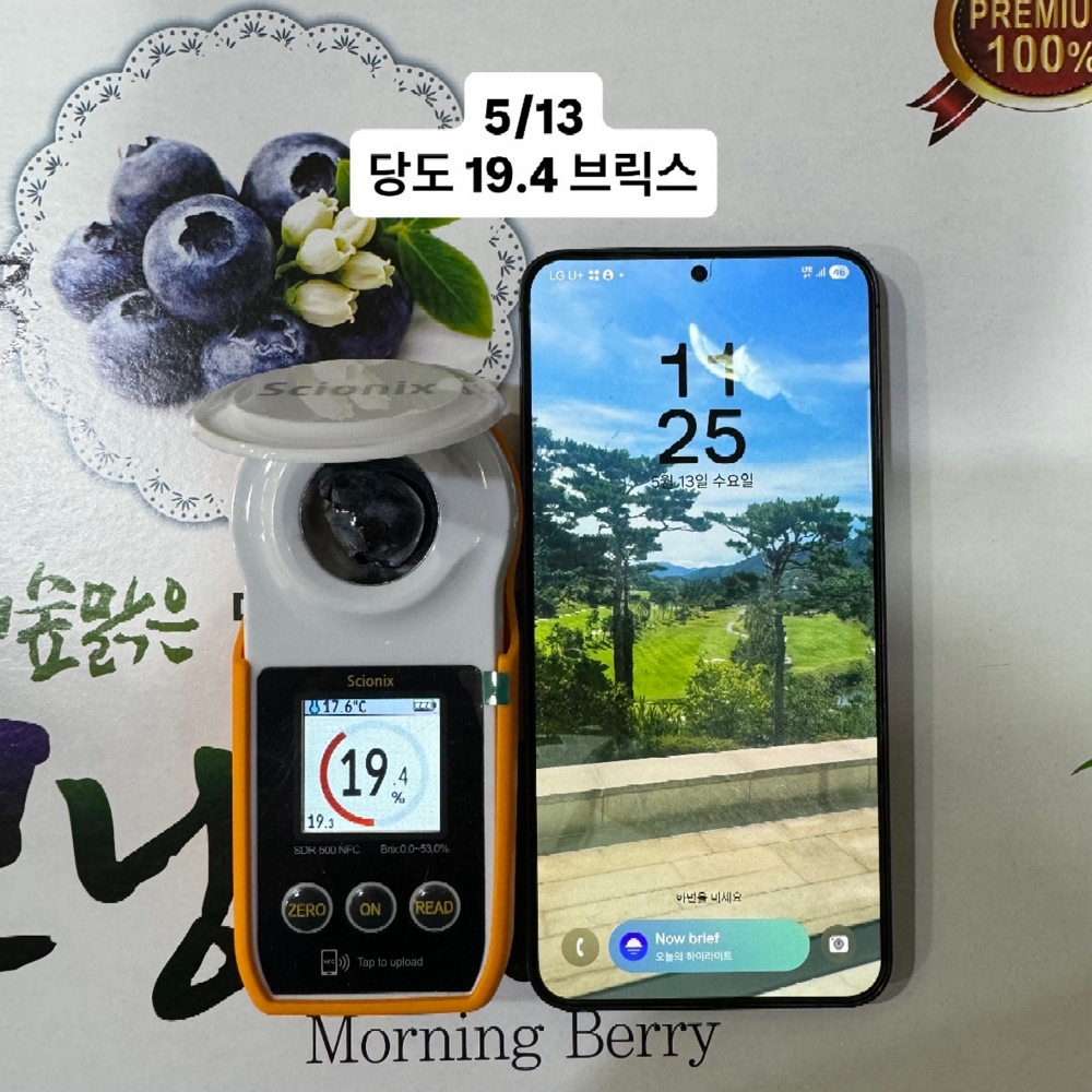 [1일1과]국산 무농약 고당도 생 블루베리 16mm이상