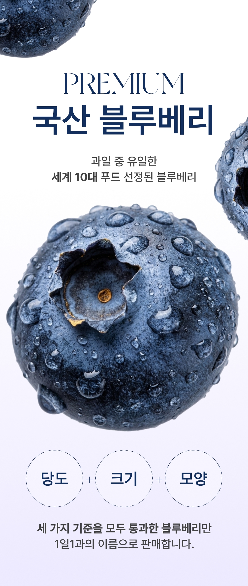 [1일1과]국산 무농약 고당도 생 블루베리 16mm이상