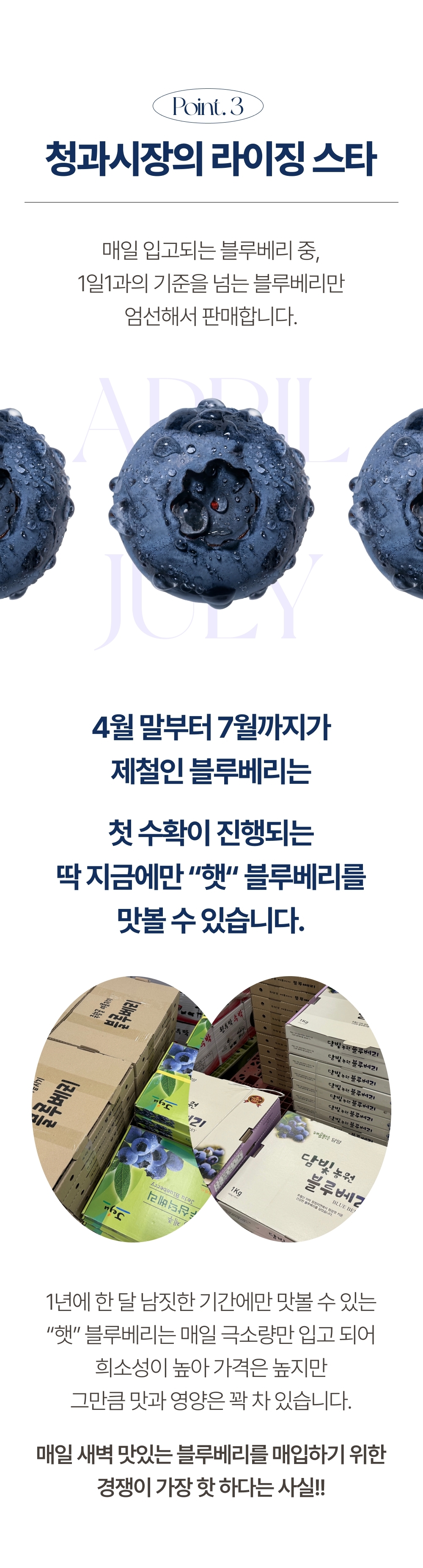 [1일1과]국산 무농약 고당도 생 블루베리 16mm이상