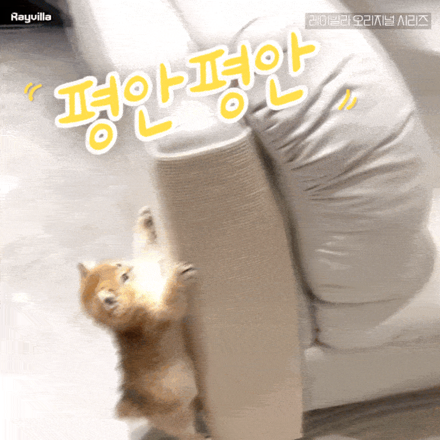 고양이 개 호르몬 페로몬 턱드름 펠리웨이 어뎁틸 훈증기