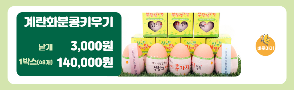 계란화분키우기