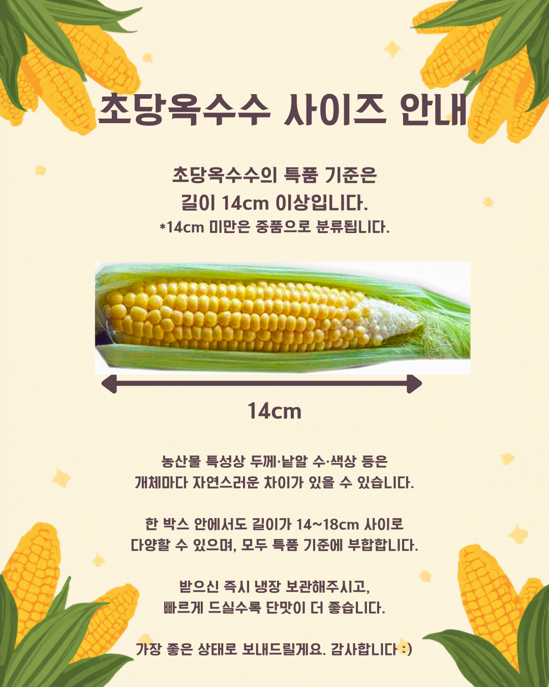 초당옥수수 사이즈 안내
