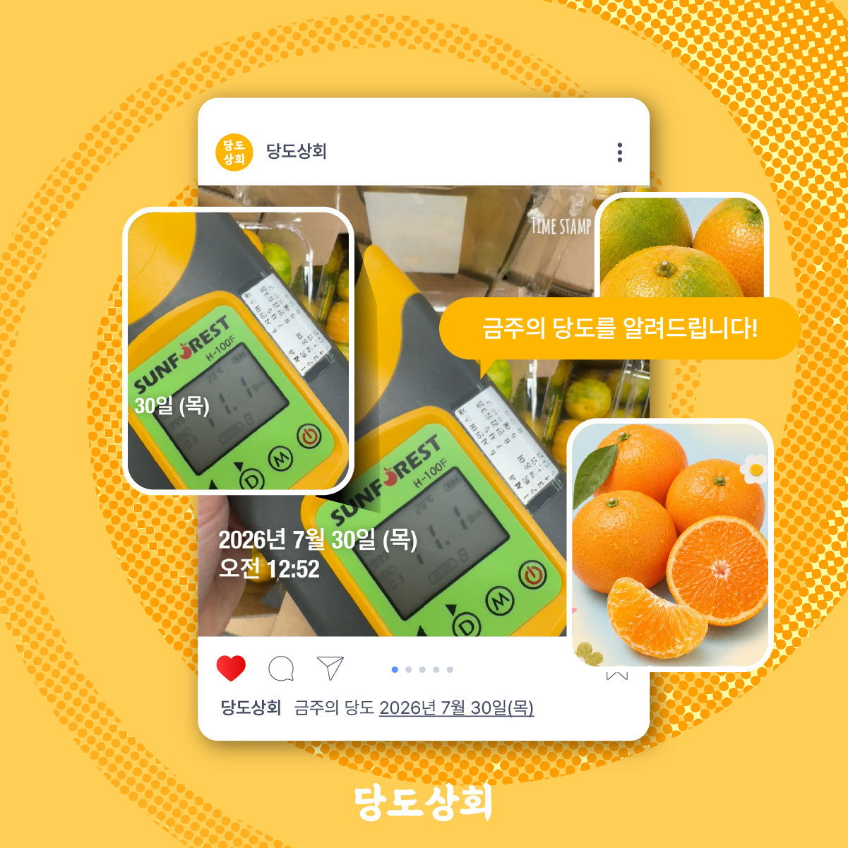★리뷰이벤트★ (농할) [당도상회] 국내산 하우스 귤 밀감 감귤 500g 1팩 (중소과)