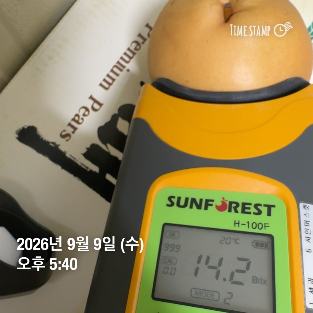  (농할) [당도상회] 국내산 26년 햇배 신고배 배 특품 가정용/정품/선물세트