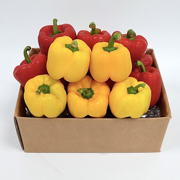 [경매직송] 국내산 못난이 파프리카 (사이즈랜덤/혼합색상) /1Kg/2Kg/5Kg