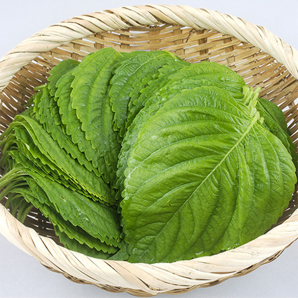 [경매직송] 국내산 깻잎 1Kg