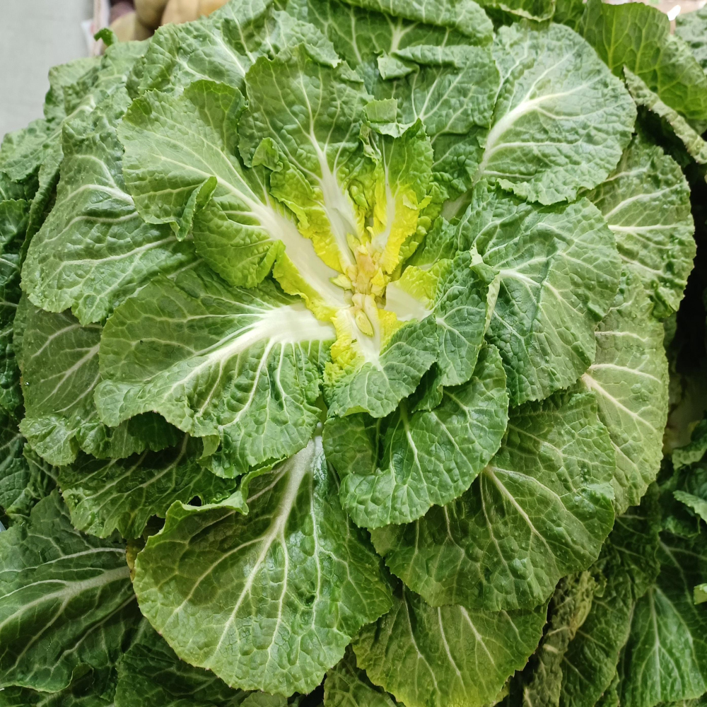 [경매직송] 국내산 봄동 2kg