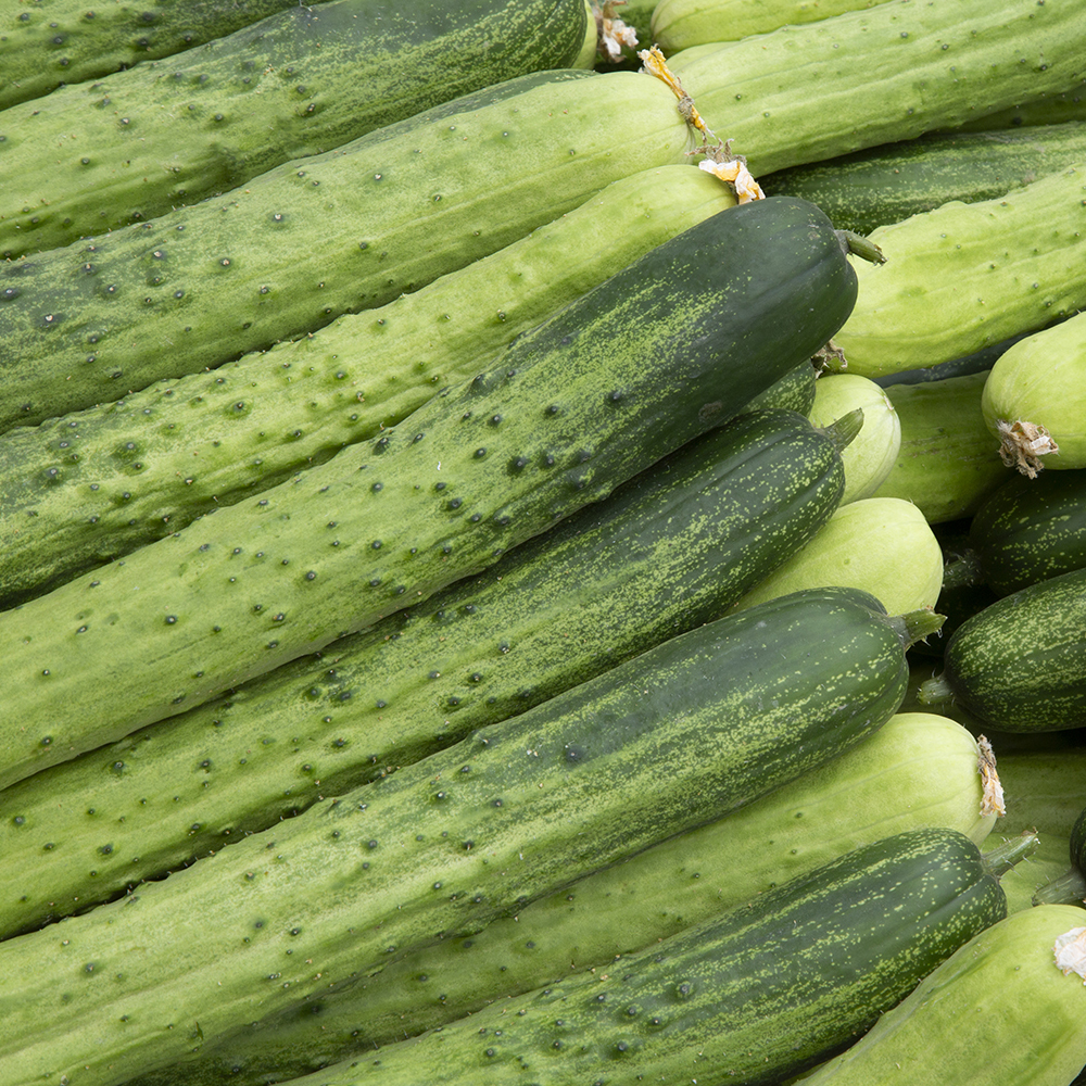 [경매직송] 국내산 상주 흑침오이 (상/특) 