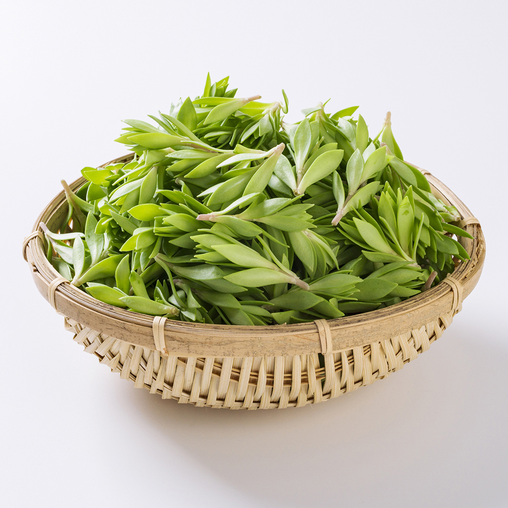 [경매직송] 국내산 돌나물 1kg/2kg 