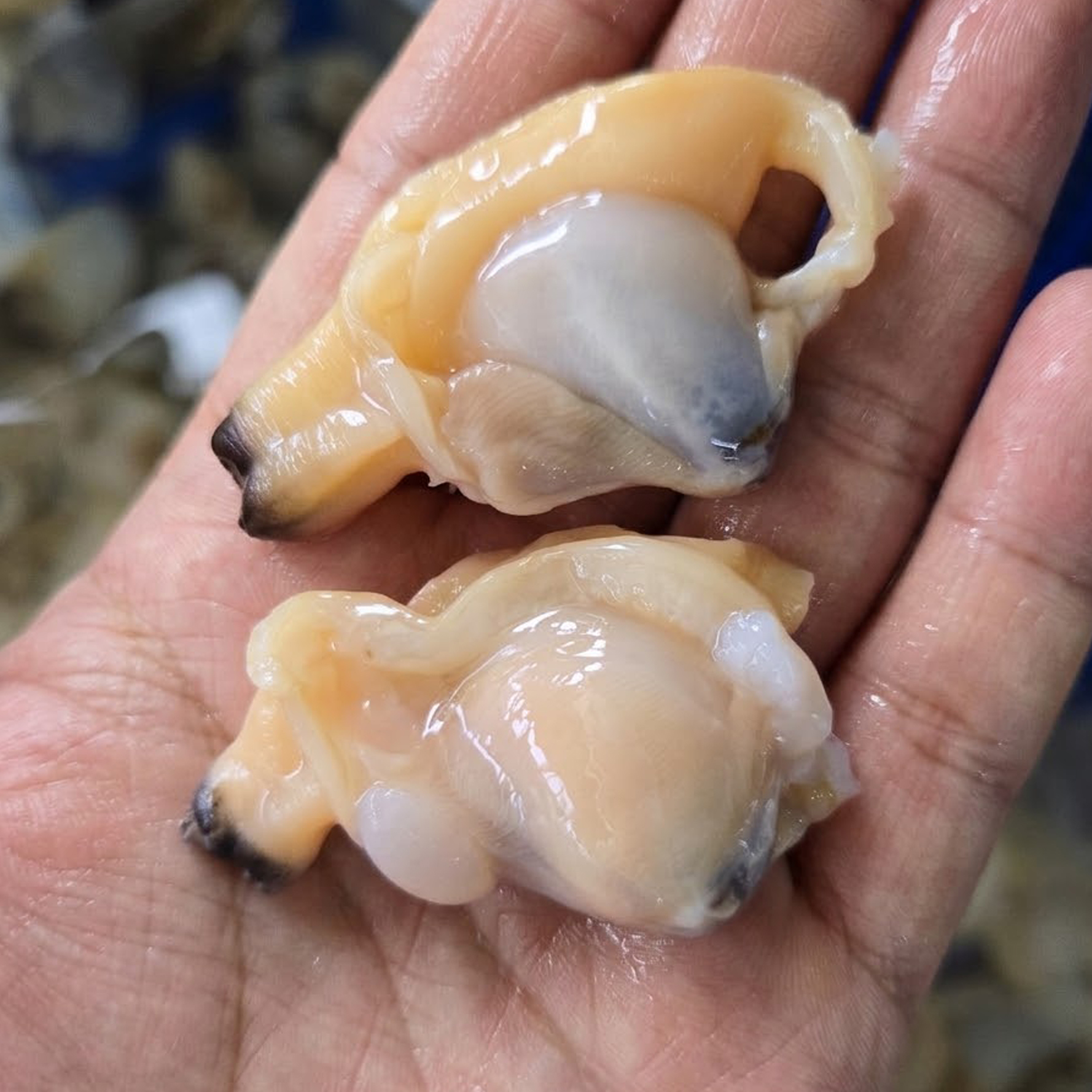 [당일손질] 국내산 남해 왕바지락살 300g/500g 선택