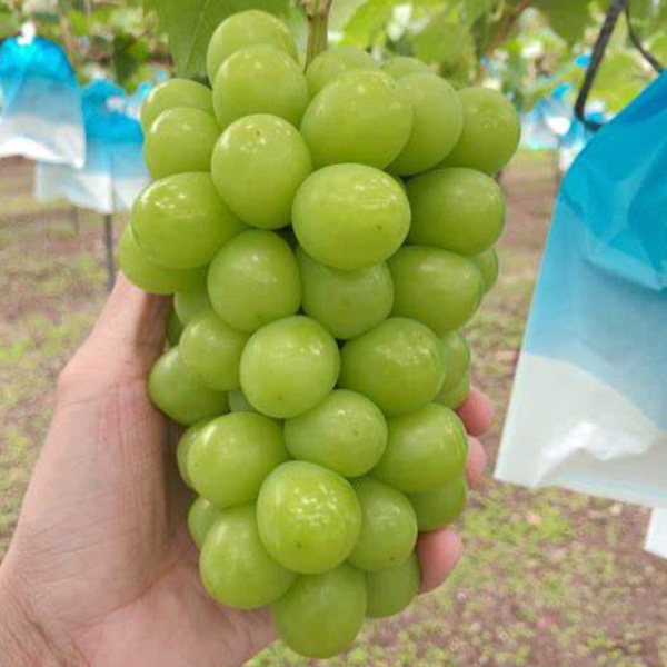 [남도애] 국내산 샤인머스켓 특품 1수/2수/2kg