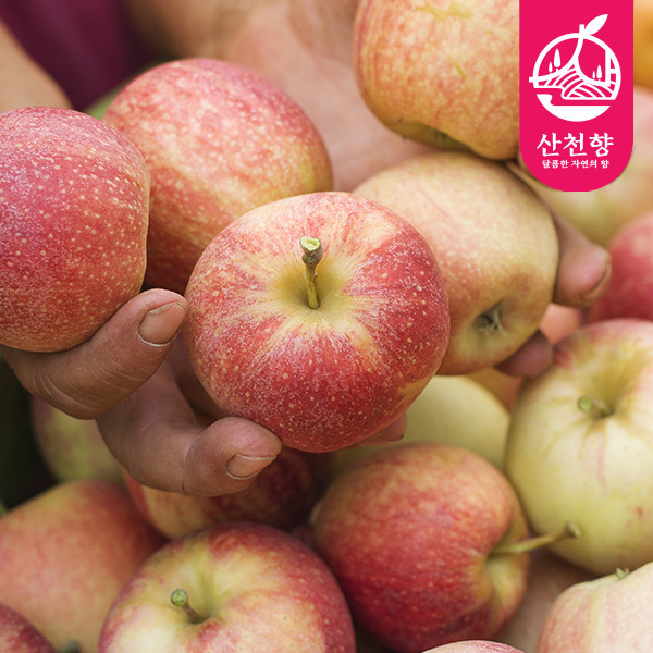 [산천향] 안동사과 꿀부사 (가정용) 2kg/3kg5kg