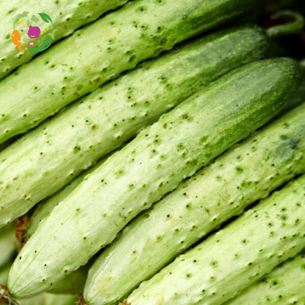 [새벽경매] 국내산 백오이 10개/30개/50개/100개