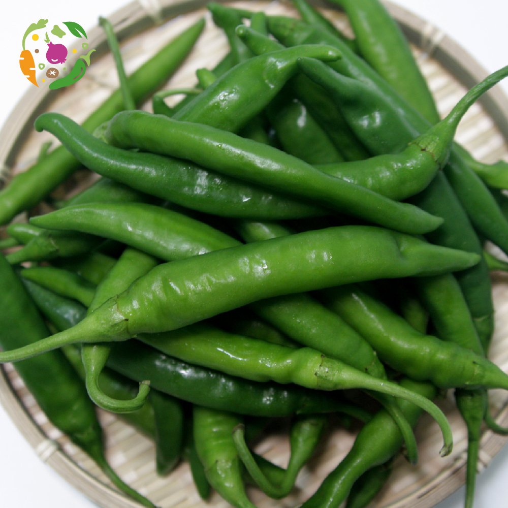 [새벽경매] 국내산 청양고추 500g/1kg/3kg/5kg/10kg