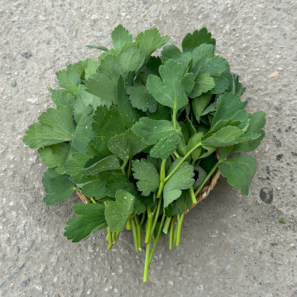 [새벽경매] 국내산 병풍(방풍)나물 300g/500g/1kg/2kg/4kg