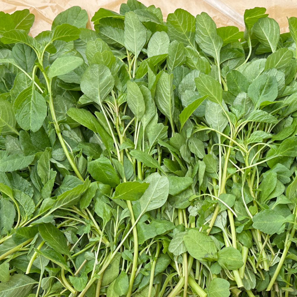 [새벽경매] 국내산 비름나물 300g/500g/1kg/2kg/4kg