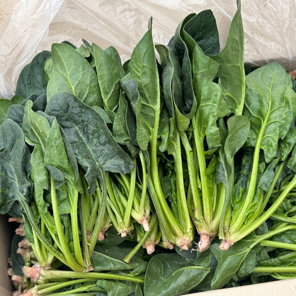 [새벽경매] 국내산 시금치 300g/500g/1kg/2kg/4kg