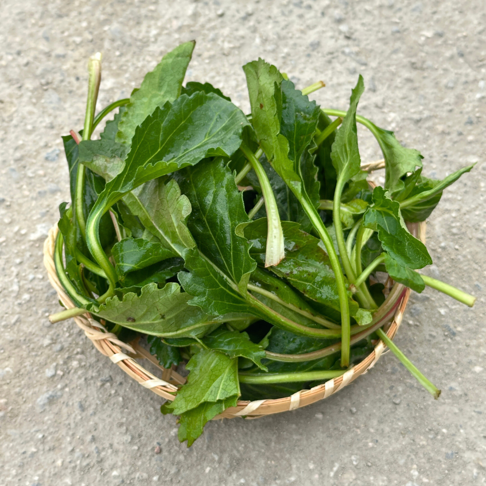 [새벽경매] 국내산 취나물 300g/500g/1kg/2kg/4kg