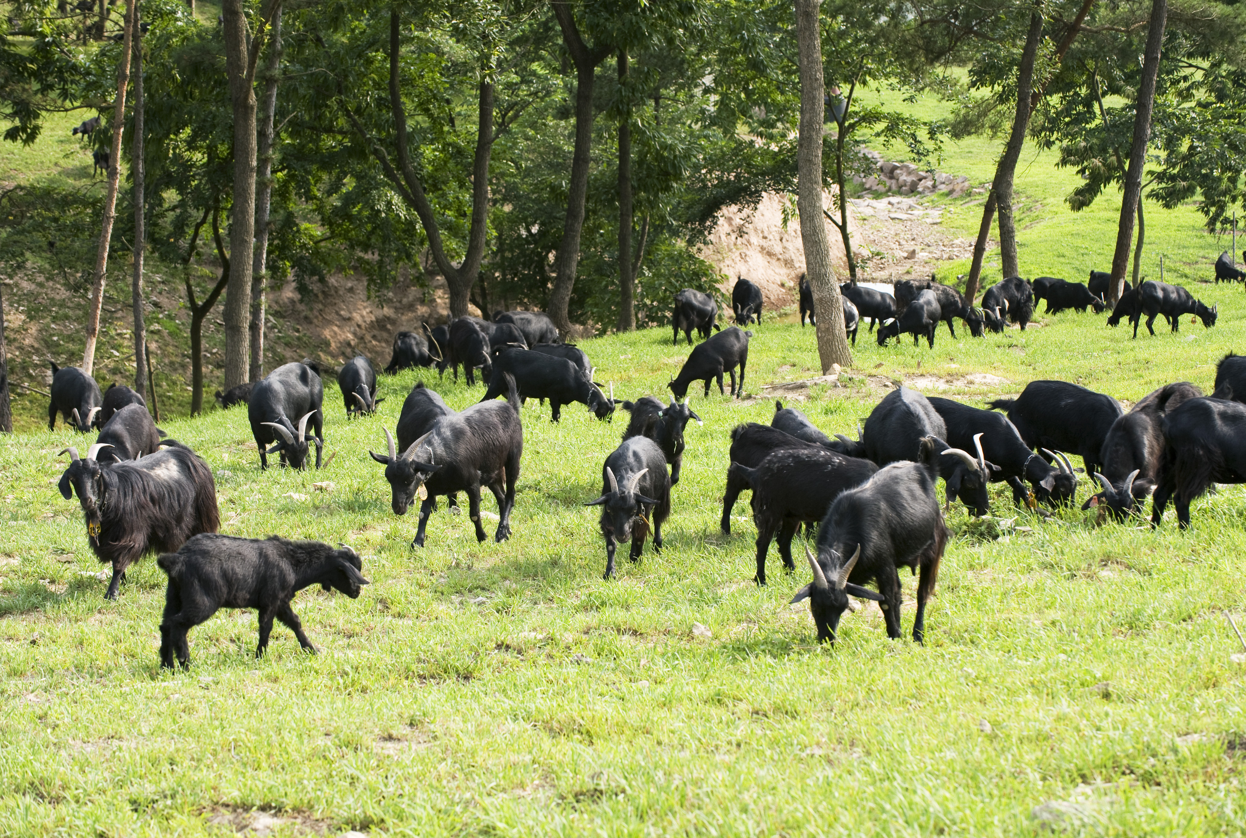 충북 옥천 15,000평 방목 흑염소 농장