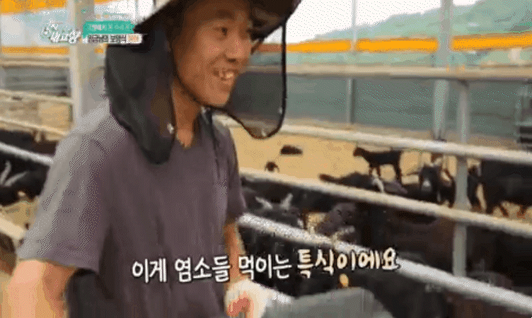 KBS 방영 - 이게 염소들 먹이는 특식이에요