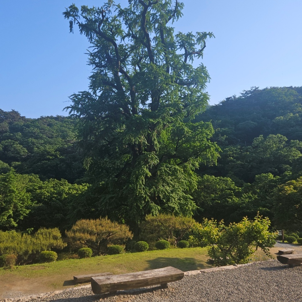 용문산 은행나무