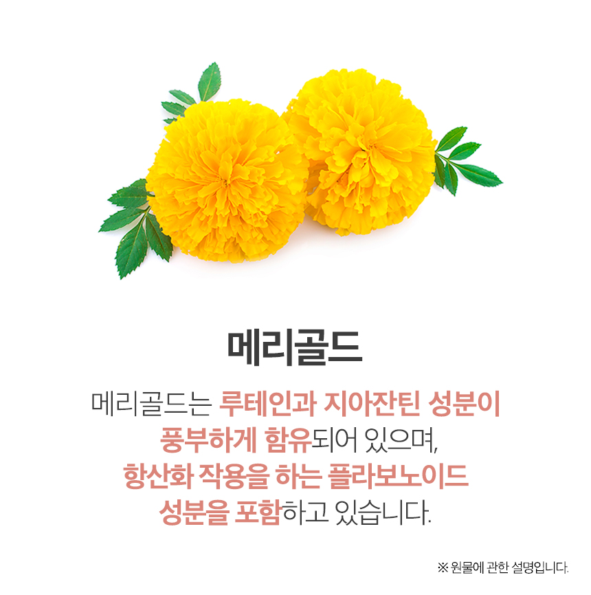 10X10: 메리골드차 티백 50개입 마리골드 꽃차 꽃잎차 금잔화