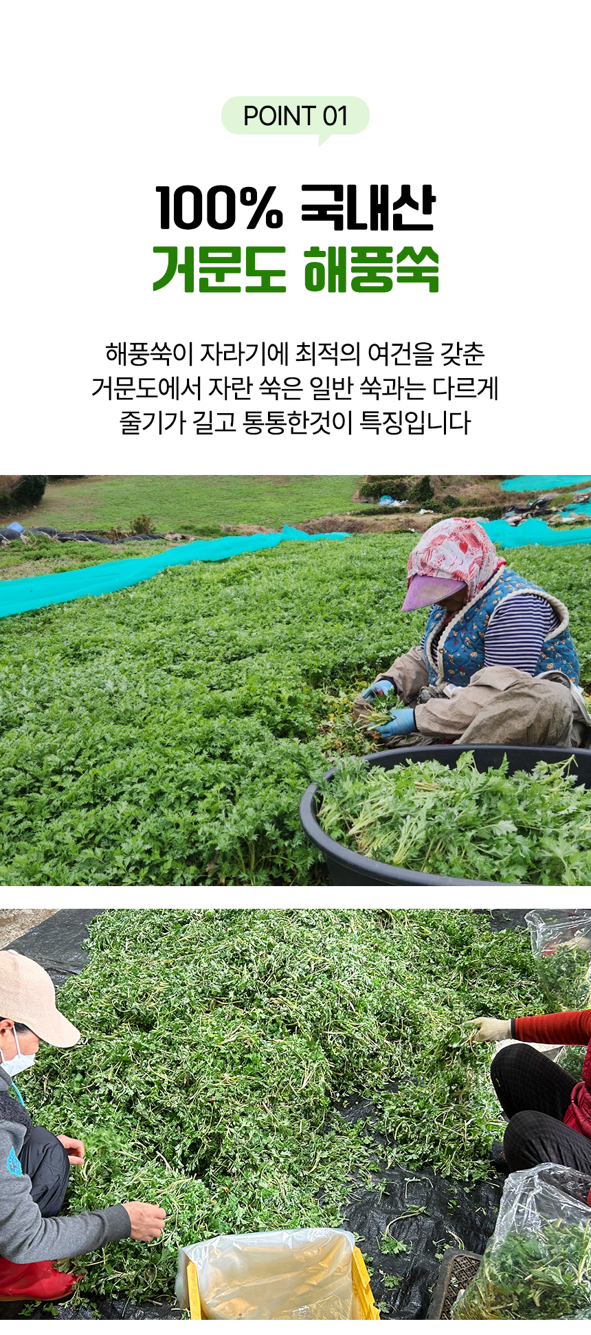 [예약배송 3월4일 출고 예정] 여수 거금도 해풍맞은 해풍쑥 봄나물 나물 1kg 500g